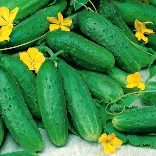 Ogórek Magnetar F1 - gruntowy