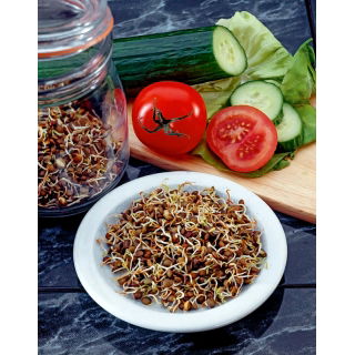 Nasiona na kiełki - Soczewica brązowa