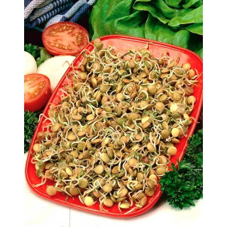 Nasiona na kiełki - Soczewica zielona