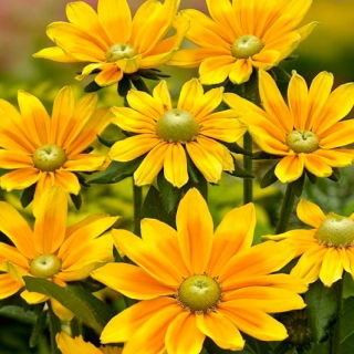 Rudbekia dwubarwna Green Eyes