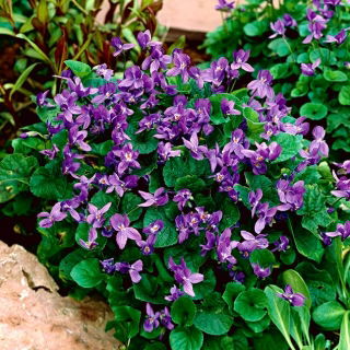 Fiołek Wonny Sweet Violet