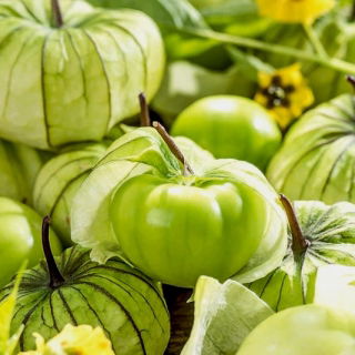 Miechunka pomidorowa Tomatillo