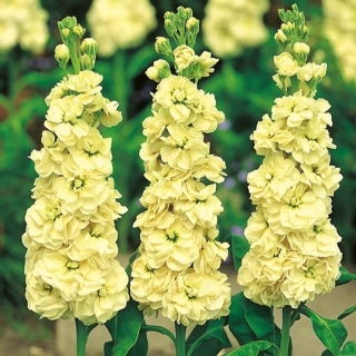 Lewkonia letnia Excelsior Yellow Wonder