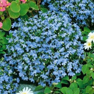 Lobelia przylądkowa jasnoniebieska - Stroiczka