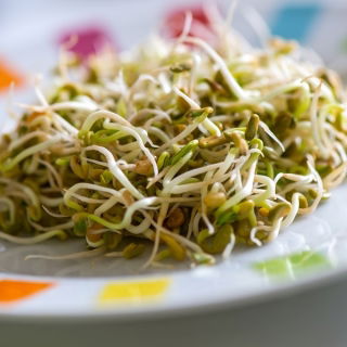 BIO Nasiona na kiełki z kiełkownicą małą - Soczewica - Certyfikowane nasiona ekologiczne