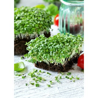 Microgreens - Bazylia zielona - młode listki o unikalnym smaku - 1 kg