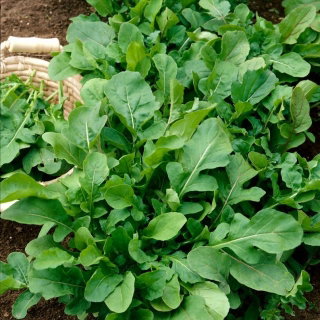 Rukola - Eruca Sativa - NA TAŚMIE