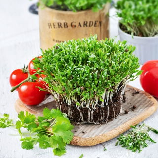 Microgreens - Kolendra siewna - młode listki o unikalnym smaku - 1 kg