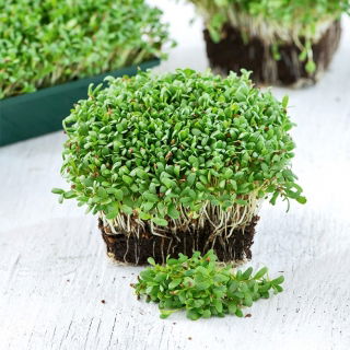 Microgreens - Lucerna - młode listki o unikalnym smaku - 100 gram