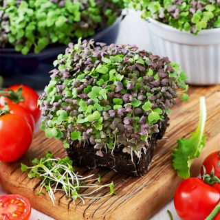 Microgreens - Mizuna mix - młode listki o unikalnym smaku