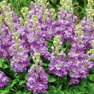 Lewkonia letnia Excelsior Lavender Lilac