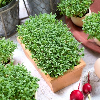 Microgreens - Rzeżucha - młode listki o unikalnym smaku - 100 gram