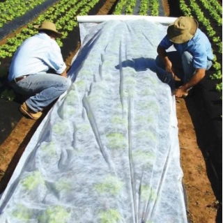 Agrowłóknina wiosenna - ochrona roślin dla zdrowych plonów - 2,1 m x 20,00 m