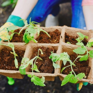 Doniczki torfowe kwadratowe 8x8 cm - 1242 sztuk