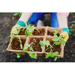 Doniczki torfowe kwadratowe 8x8 cm - 1242 sztuk