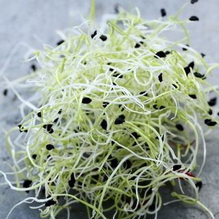 Nasiona na kiełki z kiełkownicą małą - Por