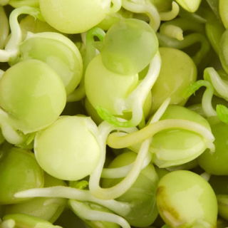 Nasiona na kiełki z kiełkownicą małą - Soczewica