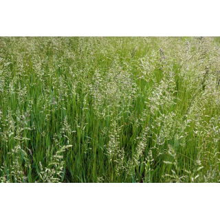 Kostrzewa szczeciniasta Bornito - 5 kg