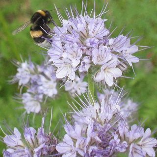 Facelia błękitna Natra - 1 kg