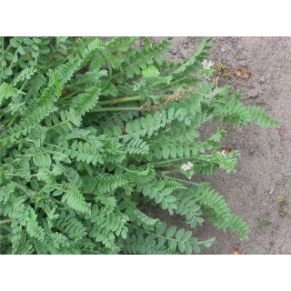 Seradela Emena - 5 kg