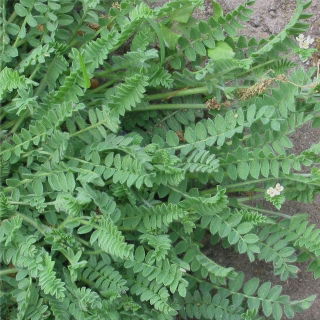 Seradela Emena - 1 kg