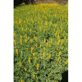 Łubin żółty Baryt - 5 kg