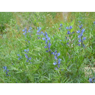 Łubin wąskolistny słodki Azuro - 5 kg