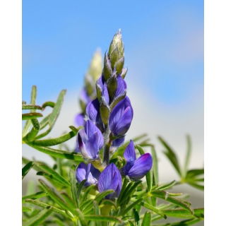 Łubin wąskolistny gorzki Oskar - 5 kg