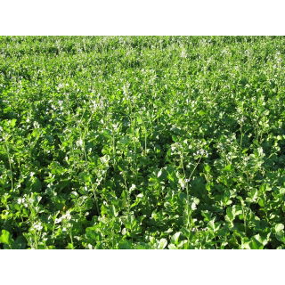 Rzodkiew oleista Romesa - 1 kg