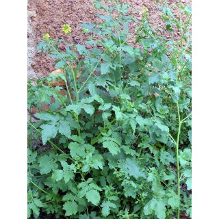 Gorczyca biała - 1 kg