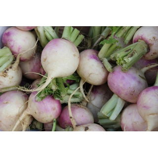 Rzepa pastewna Rogowska - 500 g