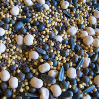 Mieszanka poplonowa pod kukurydzę i zboża MP-3 - 10 kg