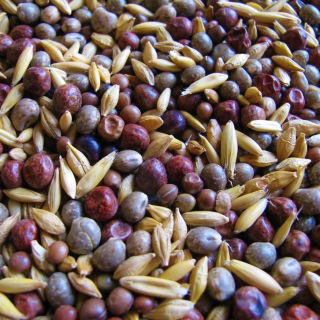 Mieszanka poplonowa strączkowo-zbożowa MP-4 - 1 kg