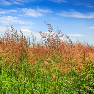 Kostrzewa czerwona Belleaire - 5 kg