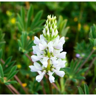 Łubin wąskolistny słodki Tango - 5 kg