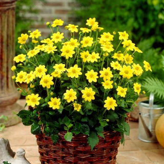 Dalia - Topmix Yellow