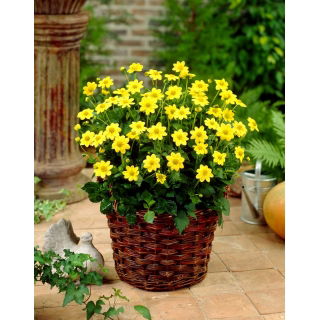 Dalia - Topmix Yellow