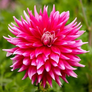 Dalia - Ac Dark Horse