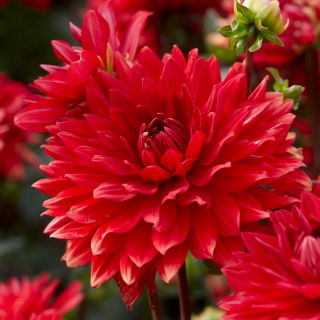 Dalia - Garden Wonder