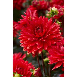 Dalia - Garden Wonder