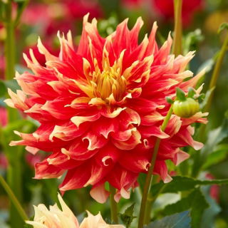 Dalia - Bodacious