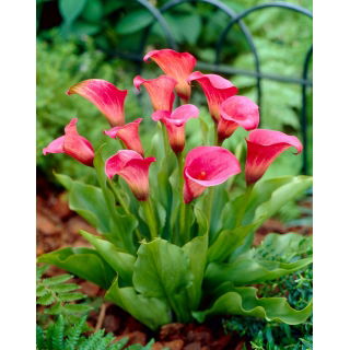 Calla Rose Queen
