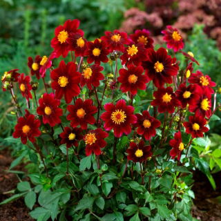 Dalia - Topmix Purple