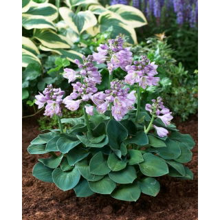 Funkia - Hosta Blue Mouse Ears