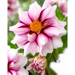 Dalia - Edge of Joy