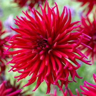 Dalia - Apache Blauw - strzępiasta