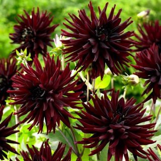 Dalia - Tamburo - kaktusowa