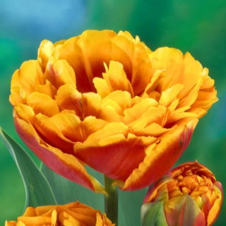 Tulipan Bonanza - 5 szt.