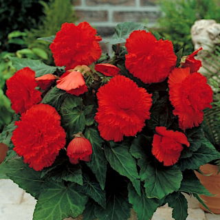 Begonia strzępiasta - czerwona - 2 szt.