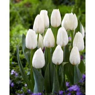 Tulipan Ice Cap - 50 szt.